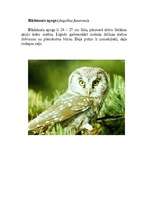 Konspekts 'Pūces', 12.