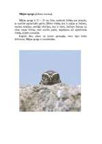 Konspekts 'Pūces', 14.