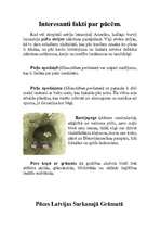 Konspekts 'Pūces', 18.