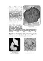 Referāts 'Māls mākslas terapijā', 7.