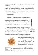 Referāts 'Graudaugi un to pārstrādes produkti', 6.