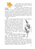 Referāts 'Graudaugi un to pārstrādes produkti', 11.