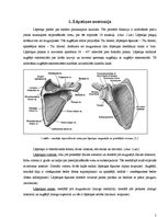 Referāts 'Lāpstiņas lūzumi', 2.
