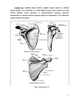 Referāts 'Lāpstiņas lūzumi', 3.