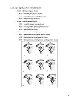 Referāts 'Lāpstiņas lūzumi', 6.