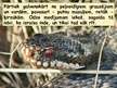 Prezentācija 'Latvijā sastopamās čūskas', 18.