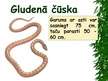 Prezentācija 'Latvijā sastopamās čūskas', 19.
