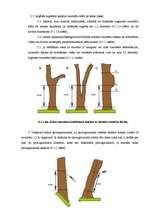 Diplomdarbs 'Meža ugunsgrēku ietekmes uz apkārtējo vidi izvērtējums', 49.