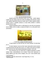 Diplomdarbs 'Lielveikalu mārketinga komunikāciju efektivitātes kāpināšanas iespējas', 53.