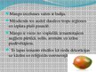 Prezentācija 'Mango augļu tirgus', 3.