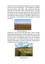 Referāts 'Purvi. Kūdras izmantošana Latvijā', 4.