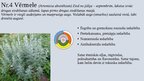 Prezentācija 'Ārstniecības augu un krūmu dobe', 6.