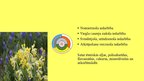 Prezentācija 'Ārstniecības augu un krūmu dobe', 11.