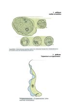 Konspekts 'Medicīniskā parazitoloģija', 23.