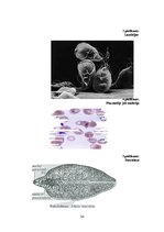 Konspekts 'Medicīniskā parazitoloģija', 24.