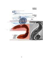 Konspekts 'Medicīniskā parazitoloģija', 25.