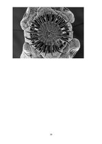 Konspekts 'Medicīniskā parazitoloģija', 26.