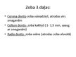 Prezentācija 'Zobi', 5.