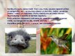 Prezentācija 'Putni', 9.