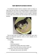 Referāts 'Фретка (домашний хорь)', 4.