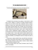 Referāts 'Фретка (домашний хорь)', 11.