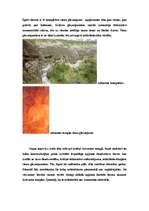 Referāts 'Senās Indijas un Senās Ķīnas arhitektūra', 5.