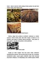 Referāts 'Senās Indijas un Senās Ķīnas arhitektūra', 13.