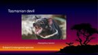 Prezentācija 'Endangered Species. Tasmanian Devil', 1.