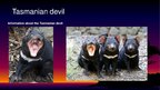 Prezentācija 'Endangered Species. Tasmanian Devil', 2.