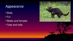 Prezentācija 'Endangered Species. Tasmanian Devil', 3.