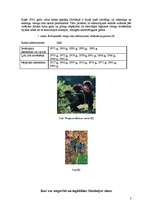 Referāts 'Slovēnijas vīna nozare', 2.