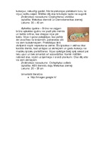 Referāts 'Iguānas', 4.