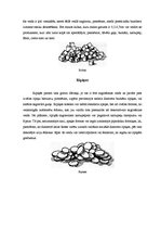 Referāts 'Produktu sagriešanas veidi', 5.