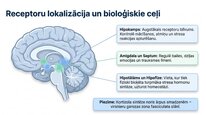 Prezentācija 'Kortizola loma organismā un stresa reakcijā', 7.