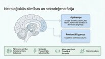 Prezentācija 'Kortizola loma organismā un stresa reakcijā', 16.