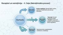 Prezentācija 'Kortizola loma organismā un stresa reakcijā', 19.