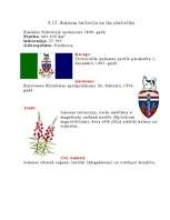 Referāts 'Kanāda', 17.