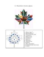 Referāts 'Kanāda', 24.