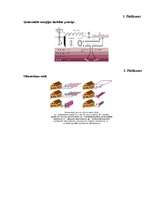 Referāts 'Alternatīvā enerģija un tās izmantošana Latvijā', 31.