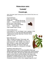 Konspekts 'Kailsēkļi', 1.