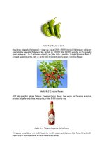 Konspekts 'Asais, bet veselīgais garšaugs - čili', 2.