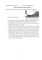 Referāts 'Ruļļu materiālu jumta segumu remonts un nomaiņa', 9.