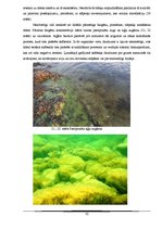 Referāts 'Kuģu satiksmes radītais piesārņojums Baltijas jūrā', 32.