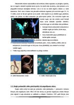 Referāts 'Kuģu satiksmes radītais piesārņojums Baltijas jūrā', 33.