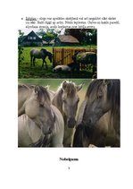 Referāts 'Zirgi', 9.