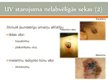 Prezentācija 'Ultravioletais starojums', 7.