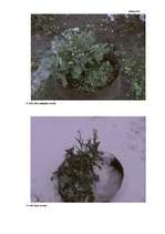 Referāts 'Jonizējošā starojuma ietekme uz dzīviem organismiem', 33.