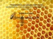 Biznesa plāns 'Uzņēmums SIA "Stelpes medus bite"', 21.
