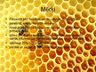 Biznesa plāns 'Uzņēmums SIA "Stelpes medus bite"', 22.