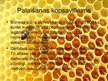 Biznesa plāns 'Uzņēmums SIA "Stelpes medus bite"', 24.